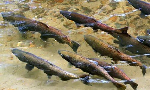 Alaska - Homer- Salmon fishing - Wildlife, animals, cruisetour